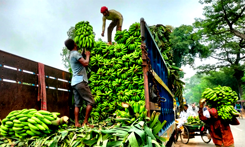 দিনাজপুরের কৃষকেরা ভালো দাম পাওয়ায় কলা চাষে ঝুঁকছেন