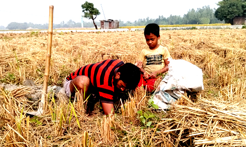ইঁদুরের গর্ত খুঁজে পেলেই শুরু খোঁড়া খুঁড়ি করে ধান সংগ্রহ