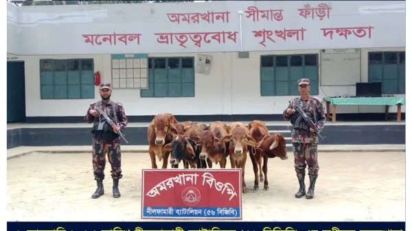 পঞ্চগড়ে ৬টি ভারতীয় গরু আটক করেছে বিজিবি