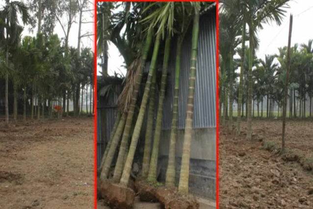 কুড়িগ্রামের জমির ফসল উত্তোলন ও সুপারী গাছ কর্তন জোরপূর্বক