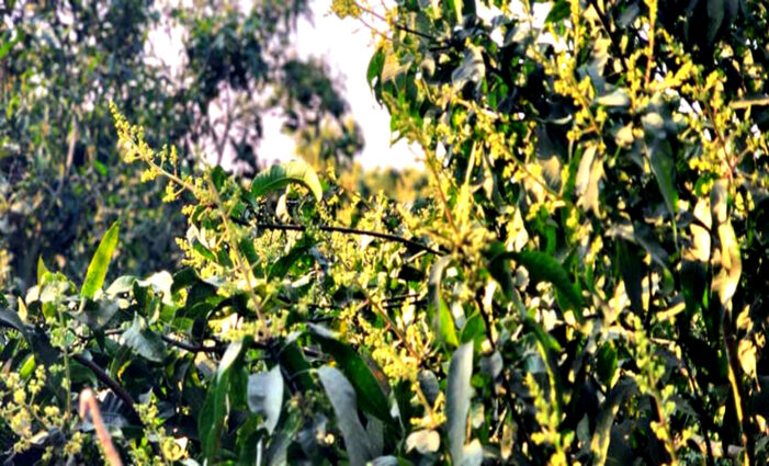 ঝিনাইদহে আগাম আমের মুকুল ছড়াচ্ছে স্বর্ণালি আভা,মধু মাসের আগমনী বার্তা