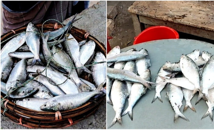   ফরিদপুরে জাটকা ইলিশে সয়লাব বাজার,নীরব প্রশাসন