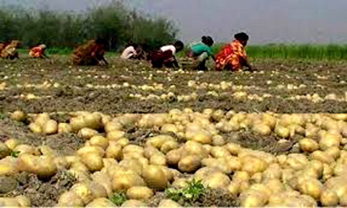 ফলন ভালো হওয়ায় আমাদের খুশি হওয়ার কথা ছিল,অথচ এখন আহাজারি করতে হচ্ছে