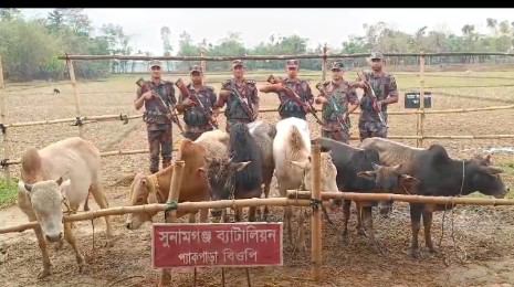সুনামগঞ্জ ২৮ বিজিবি বাংলাবাজার থেকে ভারতীয় গরু আটক করেছে