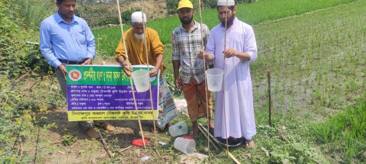 মাঝরা পোকা দমনে স্বল্প খরচে ফাঁদ পদ্ধতি