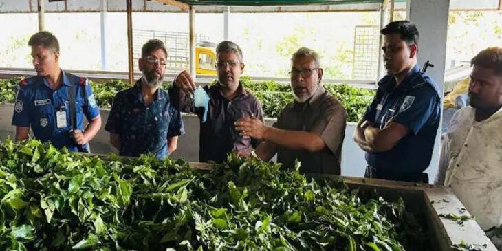 পঞ্চগড়ে অস্বাস্থ্যকর পরিবেশে চা প্রক্রিয়াকরণ, জরিমানা ১ লাখ টাকা