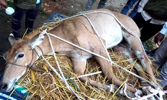 পঞ্চগড়ে বিলুপ্ত প্রজাতির নীলগাই উদ্ধার