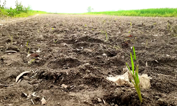 পঞ্চগড় তেঁতুলিয়ায় বিজ্ঞ আদালতের আদেশ অমান্য জমিতে হালচাষের অভিযোগ