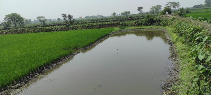 দেশীয় মাছের নিরাপদ আশ্রয়স্থলে পুকুর খনন,দেশীয় মাছের প্রজনন ক্ষতিগ্রস্ত 