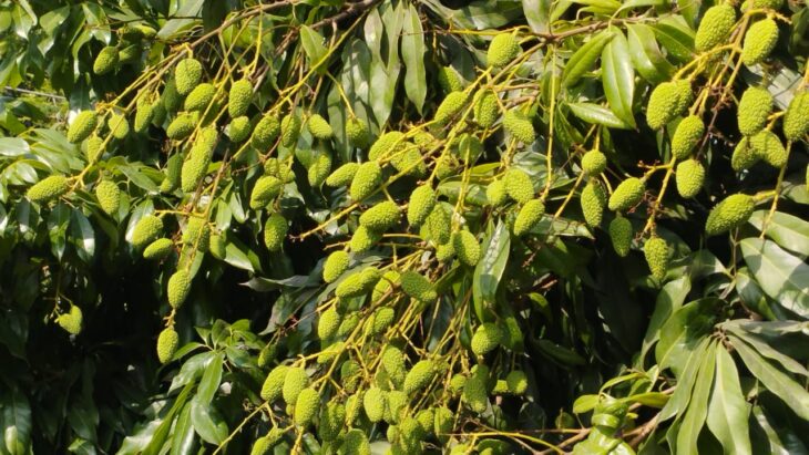দিনাজপুরের বিরামপুরে লিচুর বাম্পার ফলনের সম্ভাবনা