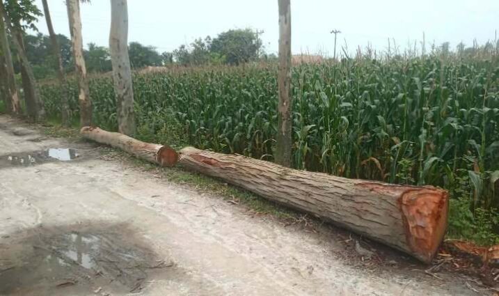 প্রকাশ্য দিবালোকে গাছ কর্তন উদ্ধার করলেন তশীলদার