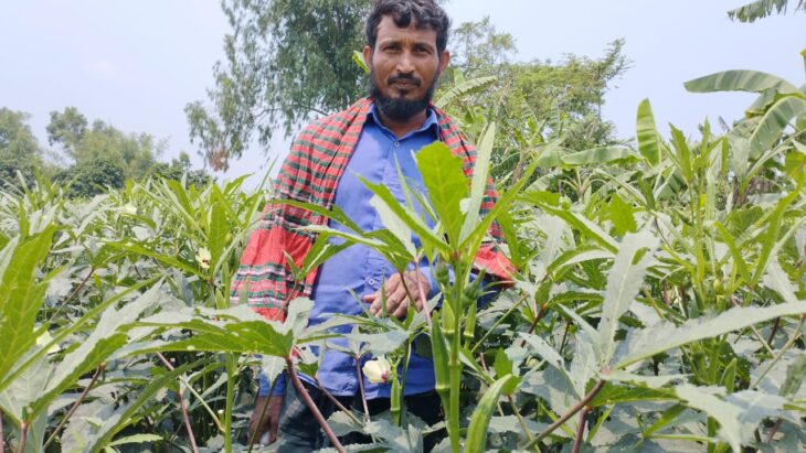 বিরামপুরে ঢেঁড়স চাষে অল্প খরচে বেশি লাভ