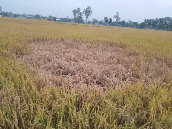 পাবর্তীপুরে ইরি ধানে ক্যারেন্ট পোকার আক্রমনে কৃষক দিশেহারা
