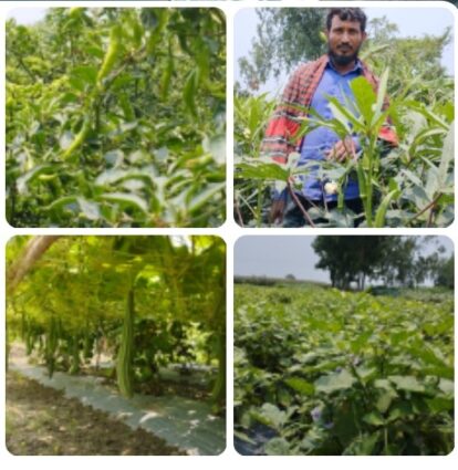 দিনাজপুরের দক্ষিণ পূর্ব অঞ্চলে সবজি চাষে বিপ্লব ঘটেছে কৃষি পণ্য প্রক্রিয়াকরণ প্রয়োজন