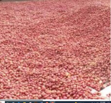 ঘোড়াঘাটে পানির দরে আলু বিক্রি,পথে বসেছে আলু চাষীর