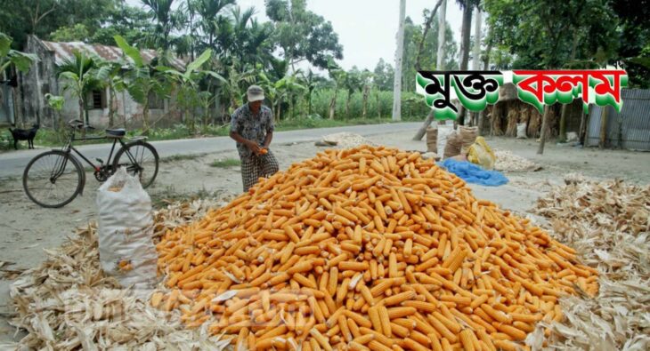 ভুট্টার চাষীদের মাথায় হাত, ২৭মে থেকে আবারো সারাদেশে শুরু হতে পারে ভারী বর্ষণ