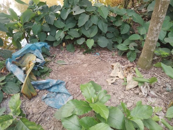 পার্বতীপুরে কোরবানির চামড়া পুঁতে রাখছে মাটিতে