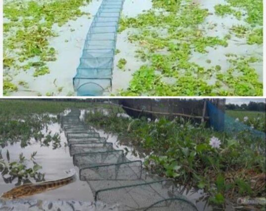 ঘাতক জাল অবাধে বিক্রি,নদী,নোনা,খাল, বিলে দেশীয় মাছ প্রজনন ধংসের পথে
