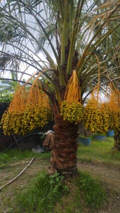 সৌদি খেজুর চাষে সফলতা অর্জন করেছেন জাকির হোসেন