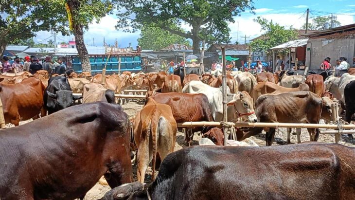 উত্তরবঙ্গের জমজমাট পশুর হাট যাদুরাণী বাজার