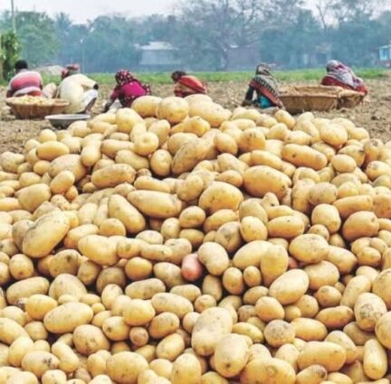 সরকার হিমাগারে আলুর দাম প্রতি কেজিতে ২২ টাকা বেঁধে দিল  