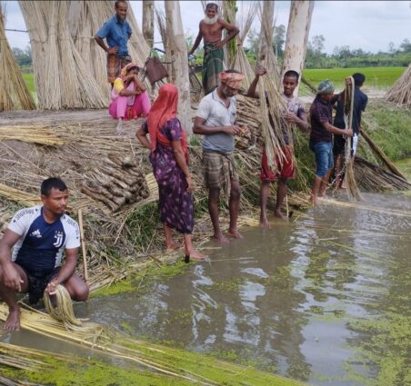 বিরামপুরে পাটের বাম্পার ফলন। দাম পেয়ে কৃষকেরা মহাখুশী