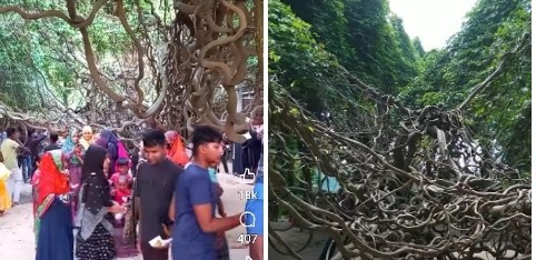 বিরামপুরে দুষ্প্রাপ্য গিলা লতা গাছ দেখার জন্য উৎসুক জনতার ভিড়