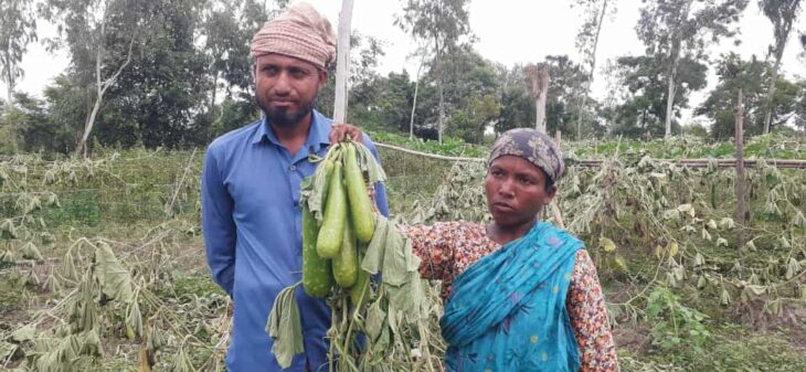 পঞ্চগড়ের তেঁতুলিয়ায় ২ হাজার লাউগাছ কেটে ফেললো দুর্বৃত্তরা, দিশেহারা কৃষক