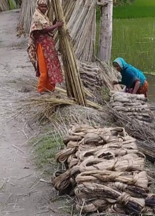 দিনাজপুরের বিরামপুরে কদর বেড়েছে পাট খড়ি