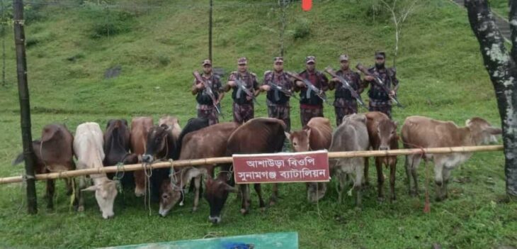 সুনামগঞ্জে বিজিবির অভিযানে ৬ লাখ টাকা মূল্যের ১২টি ভারতীয় গরু আটক