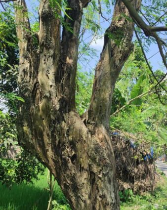 লালফিতার দৌরাত্ম্য আবেদনের পরেও কাটা হচ্ছে না ঝুঁকিপূর্ণ মরা গাছগুলো