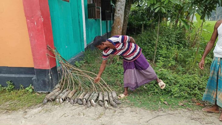 চিরিরবন্দরে ইঁদুর নিধনে ব্যবহার হচ্ছে বাঁশের চোঙ্গার ফাঁদ