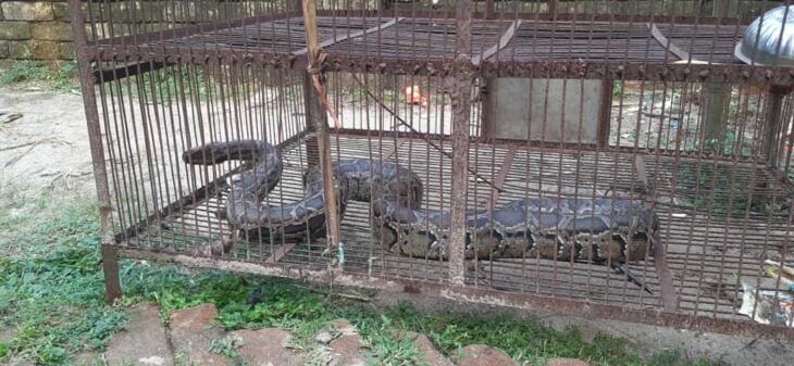 পঞ্চগড়ের তেঁতুলিয়ায় মিললো ৭ ফুট লম্বা অজগর সাপ উদ্ধার