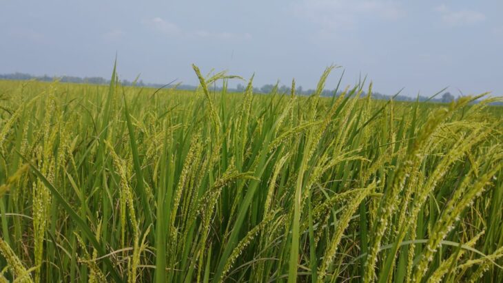 বিরামপুর উপজেলায় আমন ধানের বাম্পার ফলনের সম্ভাবনা