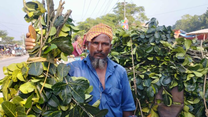 বিরামপুরে কাঁঠাল পাতার রমরমা ব্যবসা 