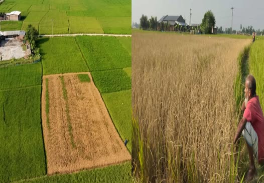 চিরিরবন্দরে ঔষুধ স্প্রে করে কৃষকের ক্ষেতের ধান পুড়িয়ে দিল দুর্বৃত্তরা