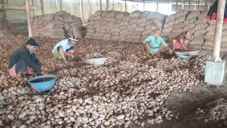 পঞ্চগড়ে হিমাগারে থাকা ৬০ হাজার মেট্রিক টন আলু নিয়ে বিপাকে চাষিরা