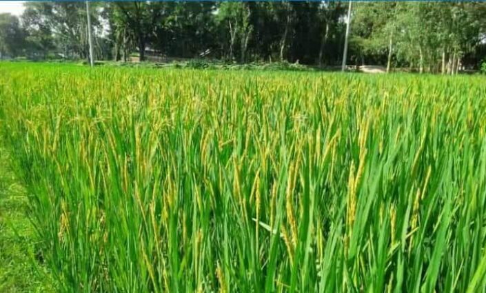 তেঁতুলিয়ায় আমনের রেকর্ড পরিমাণ ফলন, কৃষকের মুখে হাসি, পিঠা উৎসবের আনন্দ