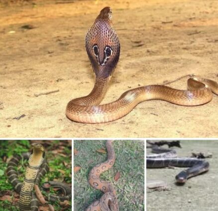 দিনাজপুরের বোচাগঞ্জ উপজেলা প্রশাসনের পক্ষ হতে র‍্যাবিস ভ্যাক্সিন এবং এন্টিভেনম সরবরাহ করেছে