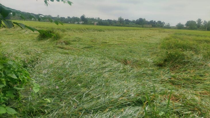অসময়ে বৃষ্টি রাণীশংকৈলে ধানের ব্যপক  ক্ষতি।
