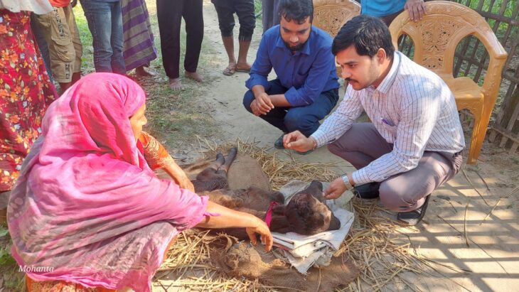 রাণীশংকৈলে দুই মাথাওয়ালা বাছুরের জন্ম-এলাকায় চাঞ্চল্যের সৃষ্টি