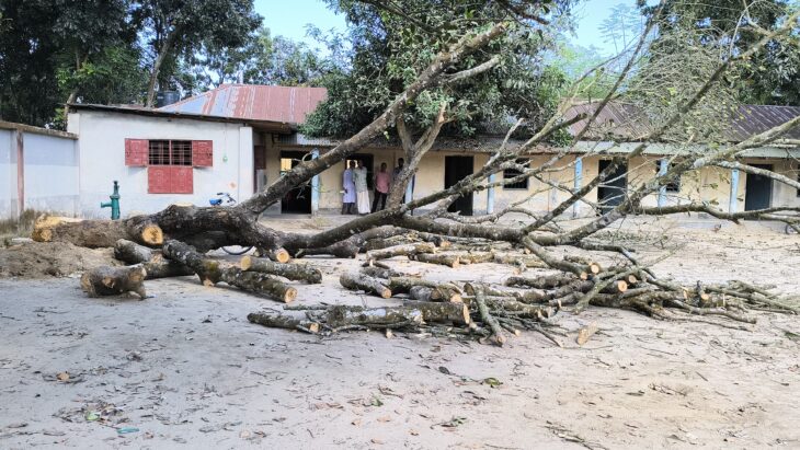 ঠাকুরগাঁও রাণীশংকৈলে রাতের আঁধারে মাদ্রাসার গাছ কর্তন-বিভিন্ন দপ্তরে অভিযোগ।