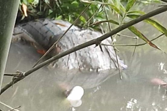 চিরিরবন্দরে পুকুরে ভেসে উঠল অজ্ঞাত ব্যাক্তির মরদেহ