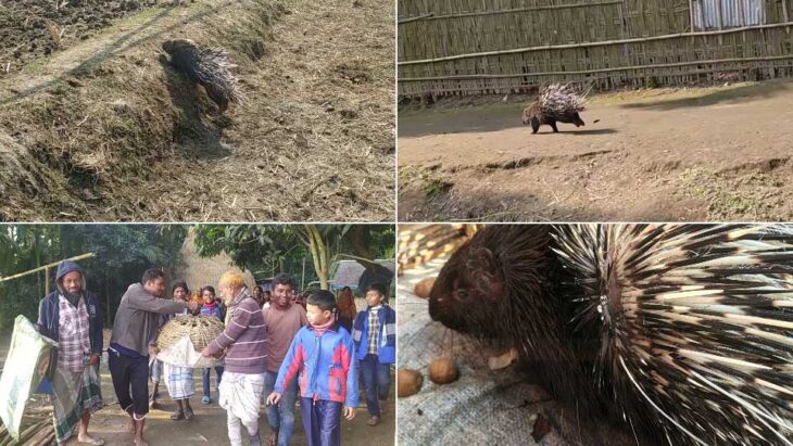 পঞ্চগড়ে ধরা পড়ল বিরল প্রজাতির সজারু।