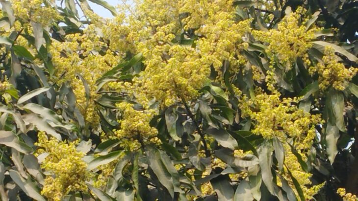 আমের মুকুলে ভরে গেছে গাছ বাম্পার ফলনের আশা।