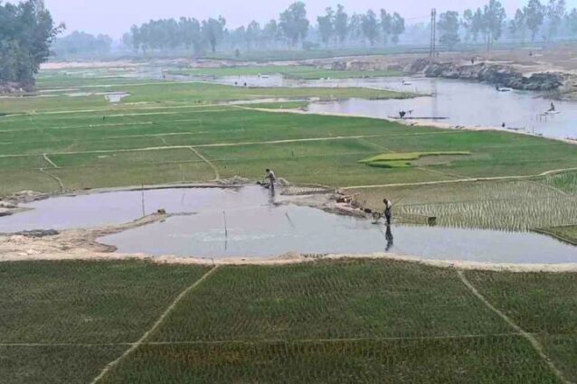 পঞ্চগড়ে নদ-নদীতে বেড়েছে বোরোর আবাদ, কিটনাশকে হুমকির মুখে জীব বৈচিত্র।