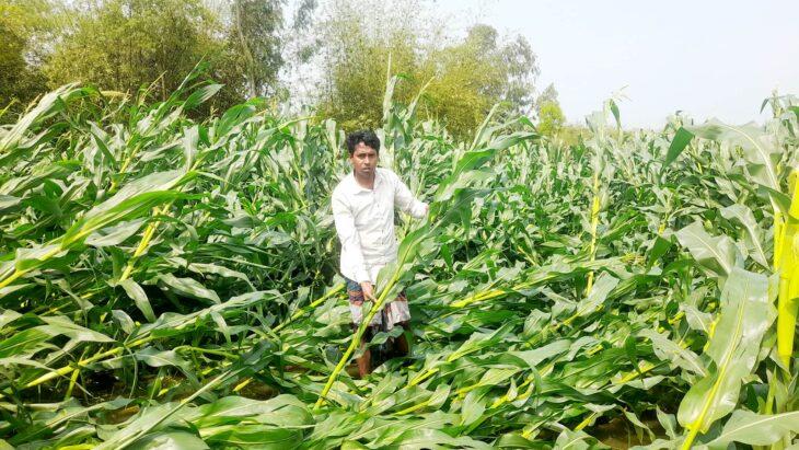 পলাশবাড়ীতে প্রাকৃতিক দুর্যোগে লণ্ডভণ্ড ফসল।