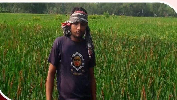 পঞ্চগড়ের তেঁতুলিয়ায় পরীক্ষামূলক ভাবে ভিয়েতনামি ব্লাক রাইস ধান।  