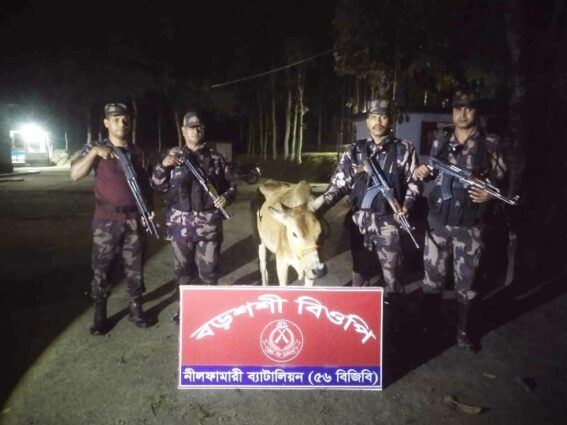 পঞ্চগড়ে বিজিবির অভিযানে ভারতীয় মদসহ গরু জব্দ।