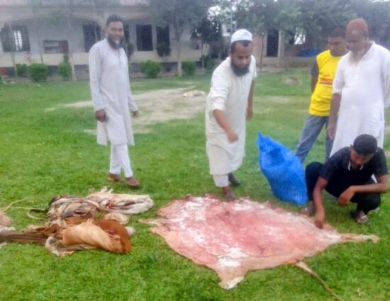কোরবানি পশুর চামড়ায় সংরক্ষণে লবণের যথার্থ ব্যবহার।